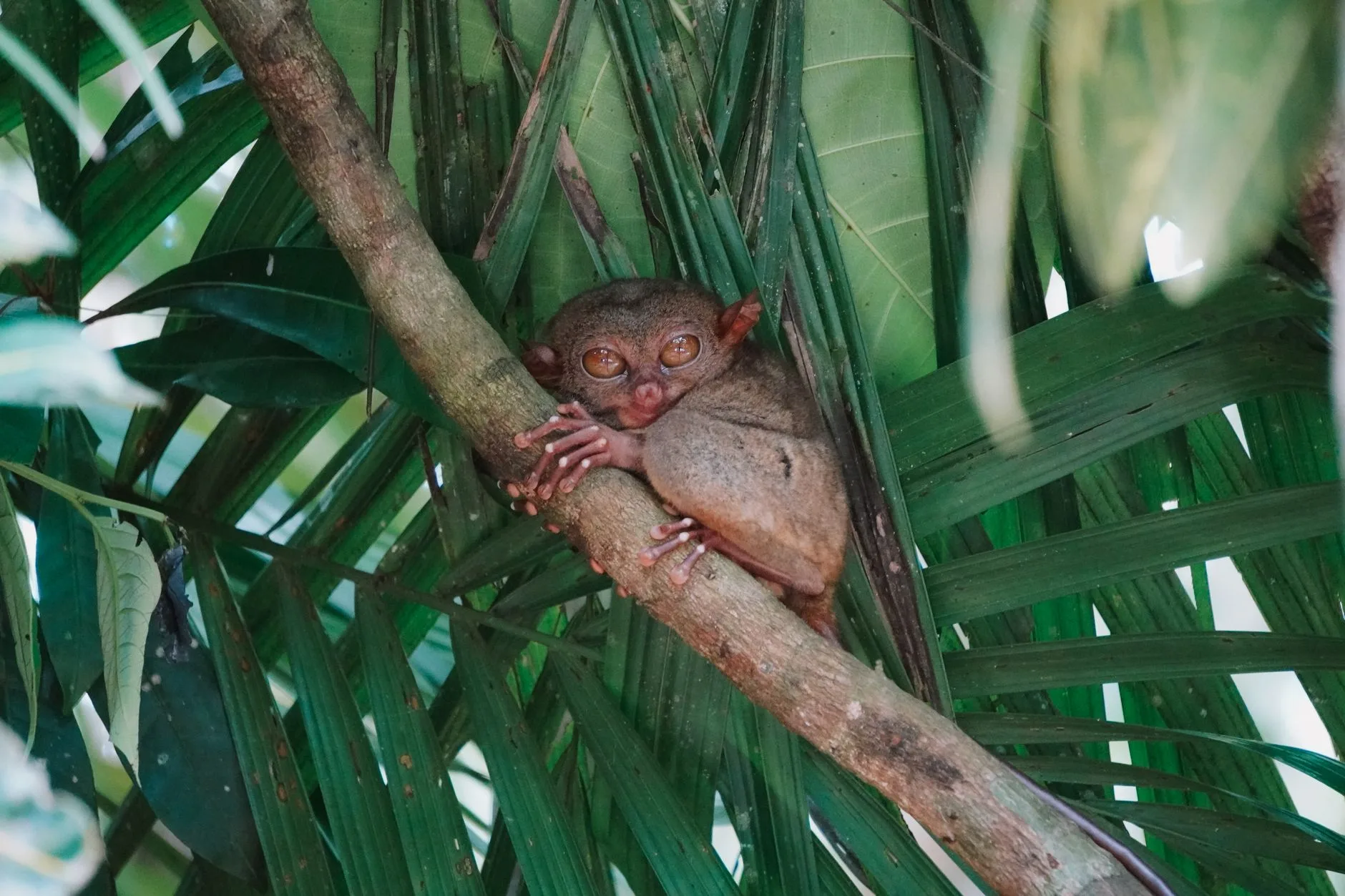 Jours 4 à 6 — Bohol : Chocolate Hills, tarsiers et Panglao
