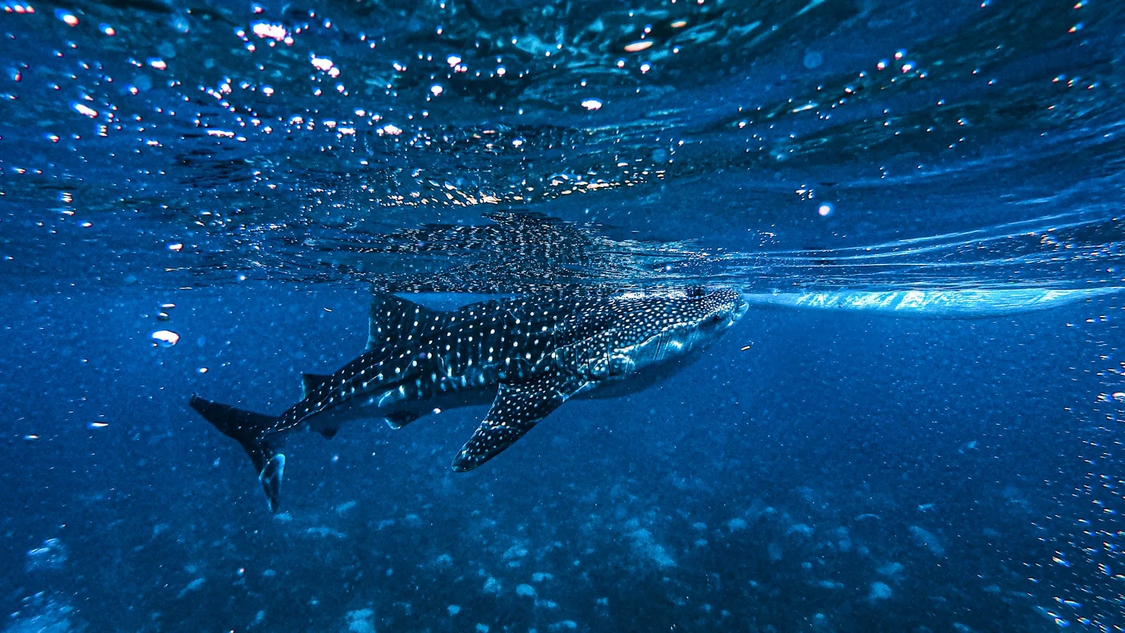 Jours 8-10 : Cebu, plongée et baleines