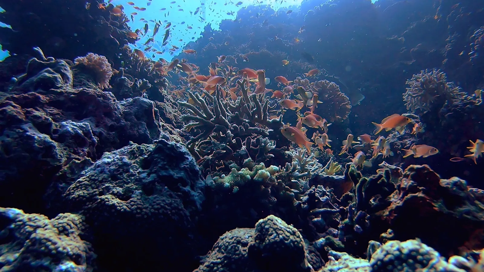 Le Triangle de Corail : pourquoi les Philippines ?