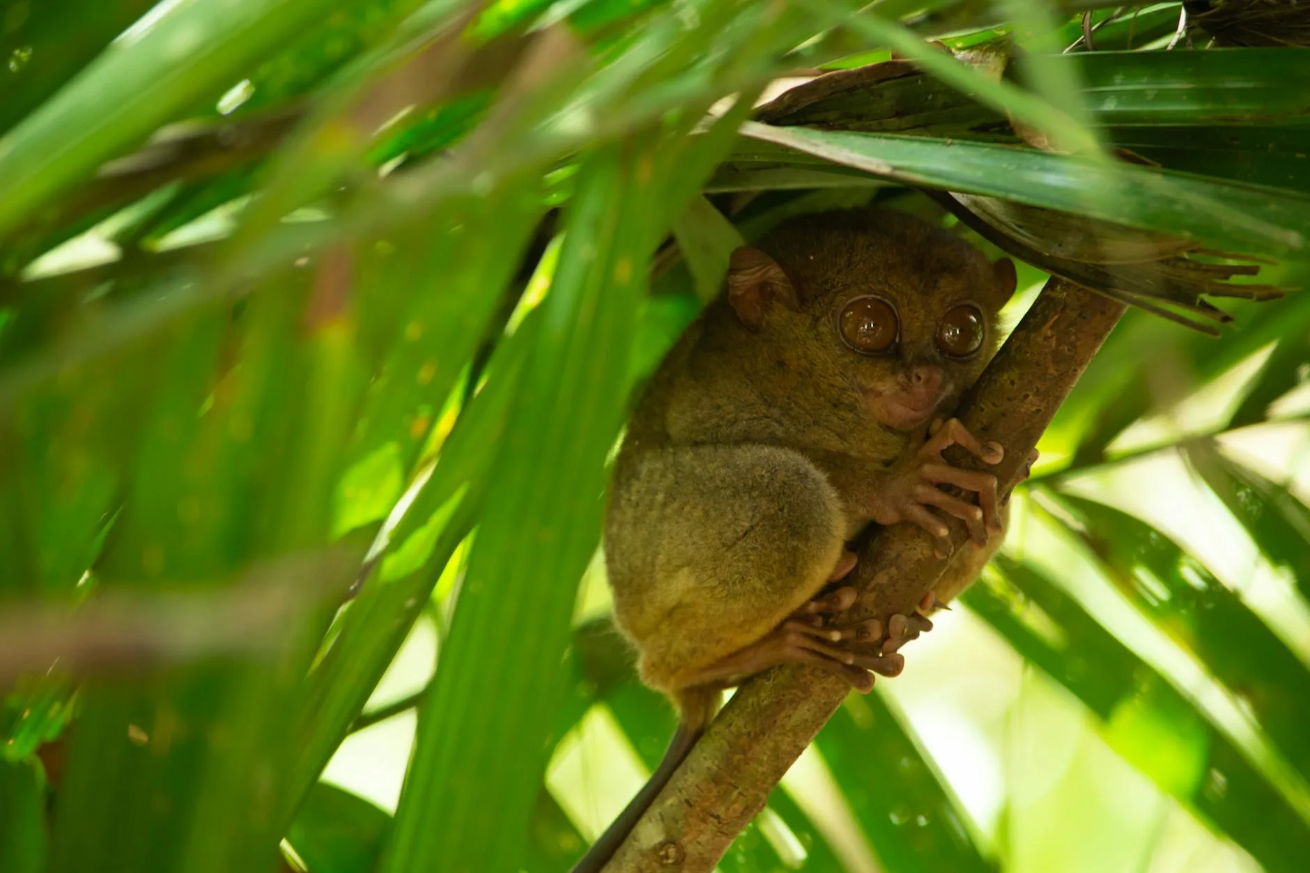 Les tarsiers philippins : rencontre avec un primate unique