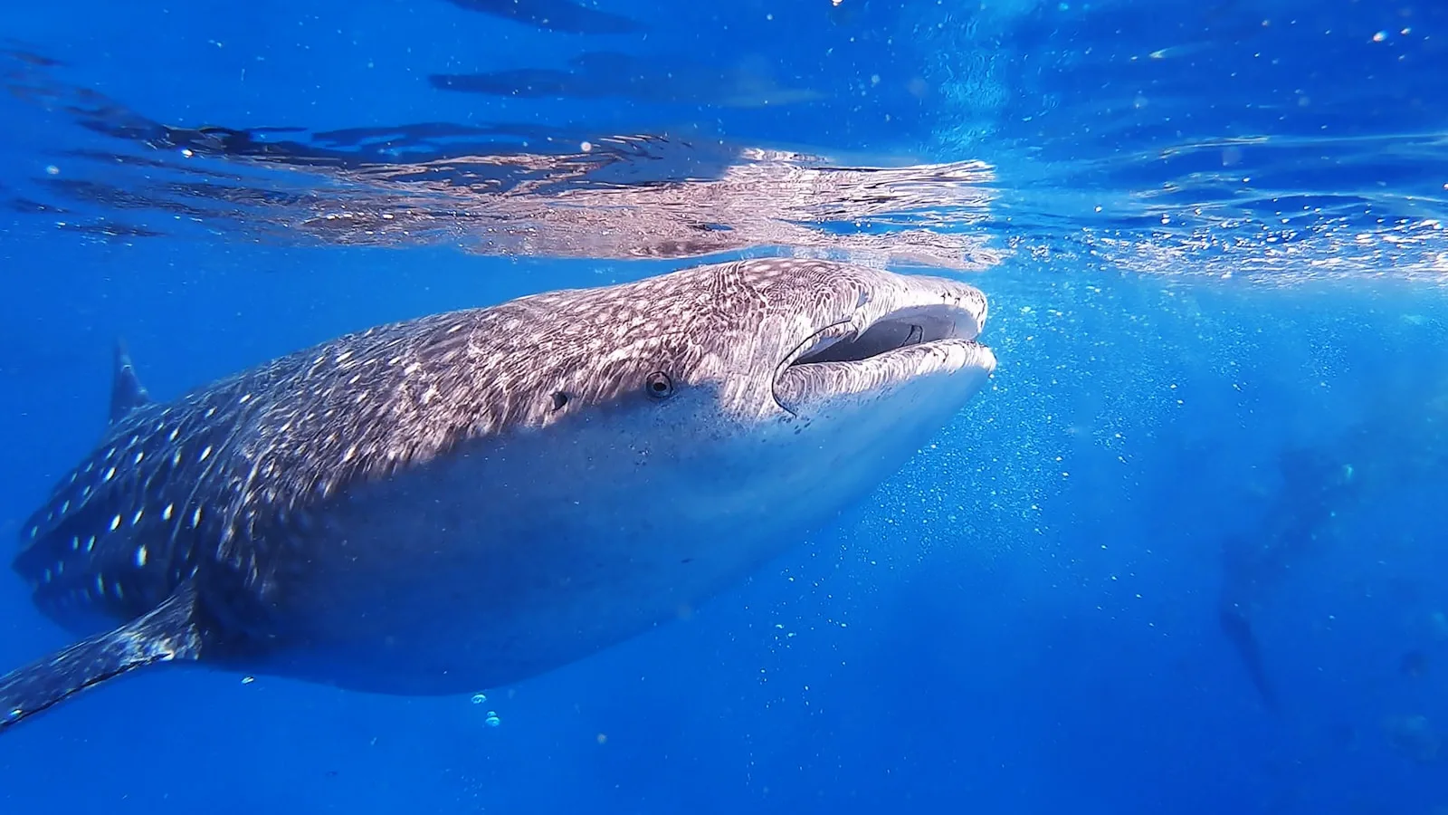 Oslob : nager avec les requins baleines